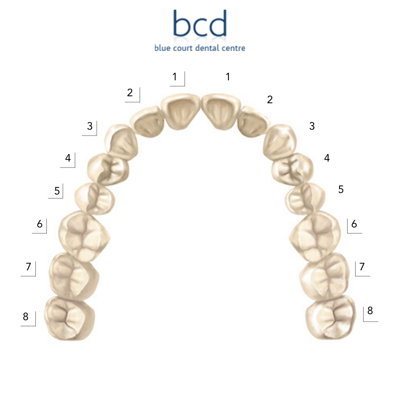 how many teeth does an adult have