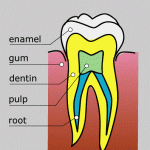 anatomy of a tooth