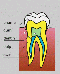 tooth-diagram