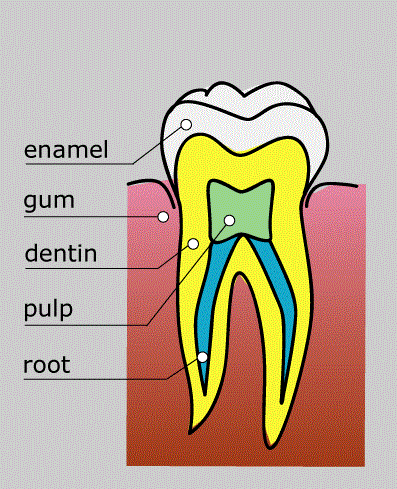 anatomy of a tooth